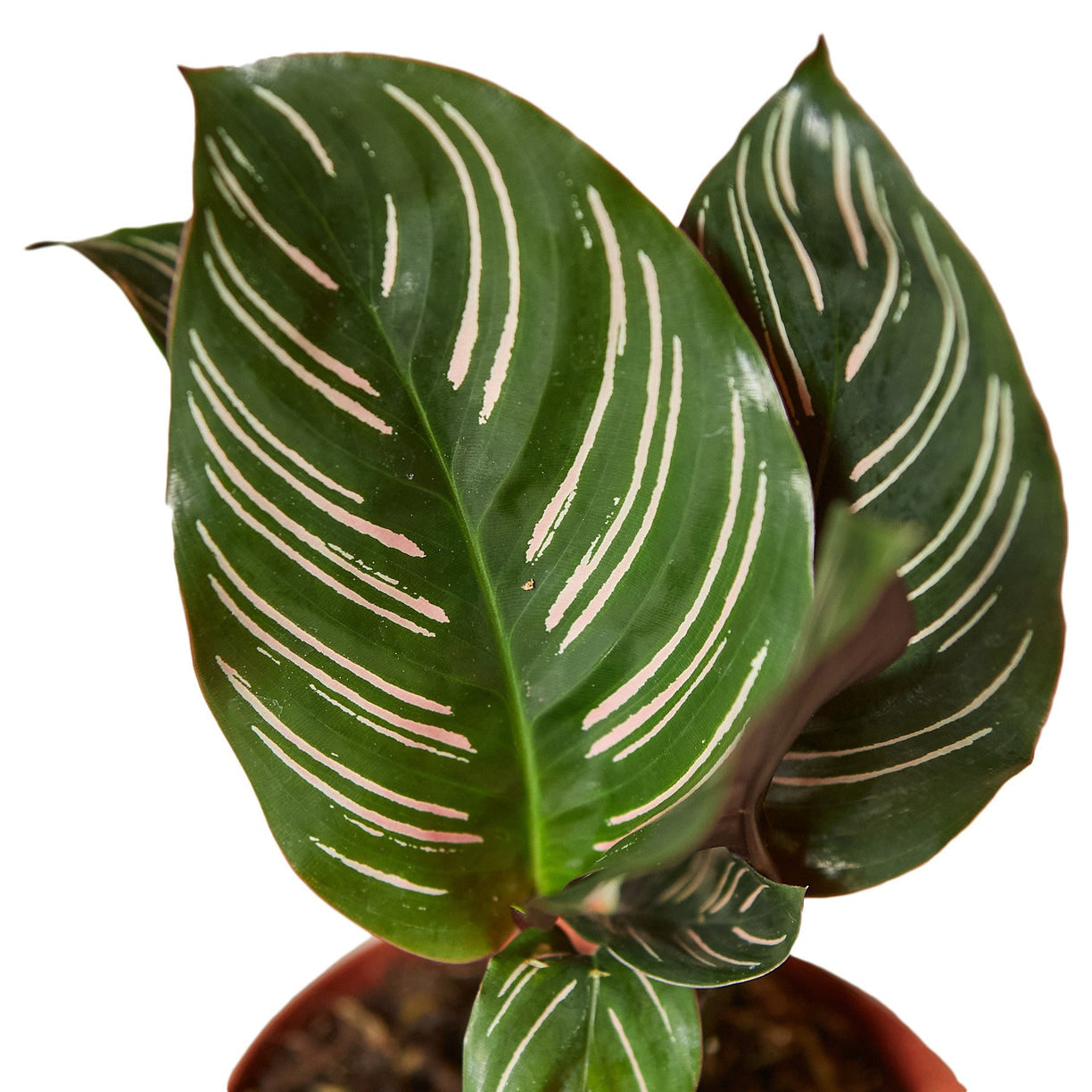 Calathea 'Ornata' 4” NURSERY POT ONLY