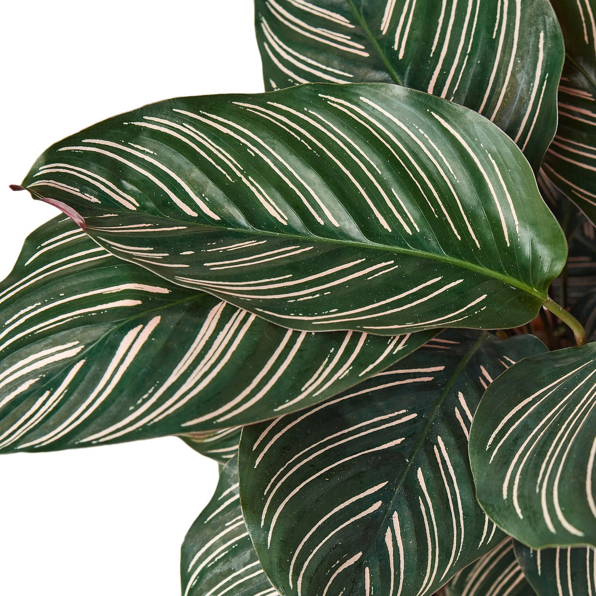 Calathea 'Ornata' 4” NURSERY POT ONLY