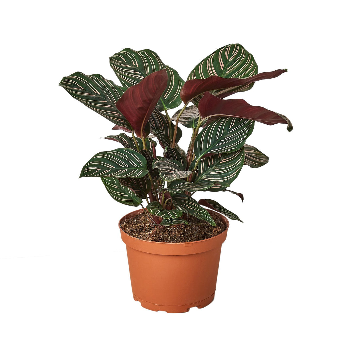 Calathea 'Ornata' 4” NURSERY POT ONLY