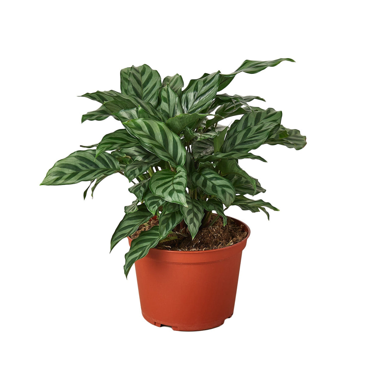 Calathea Concinna 'Freddie' 6” NURSERY POT ONLY