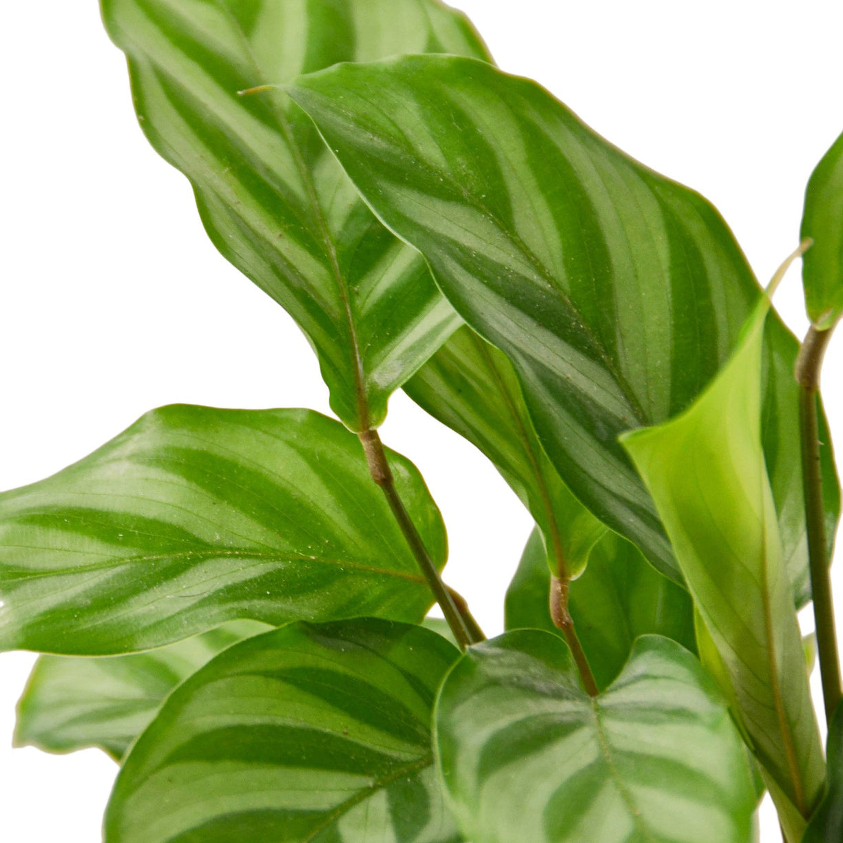 Calathea Concinna 'Freddie' 6” NURSERY POT ONLY