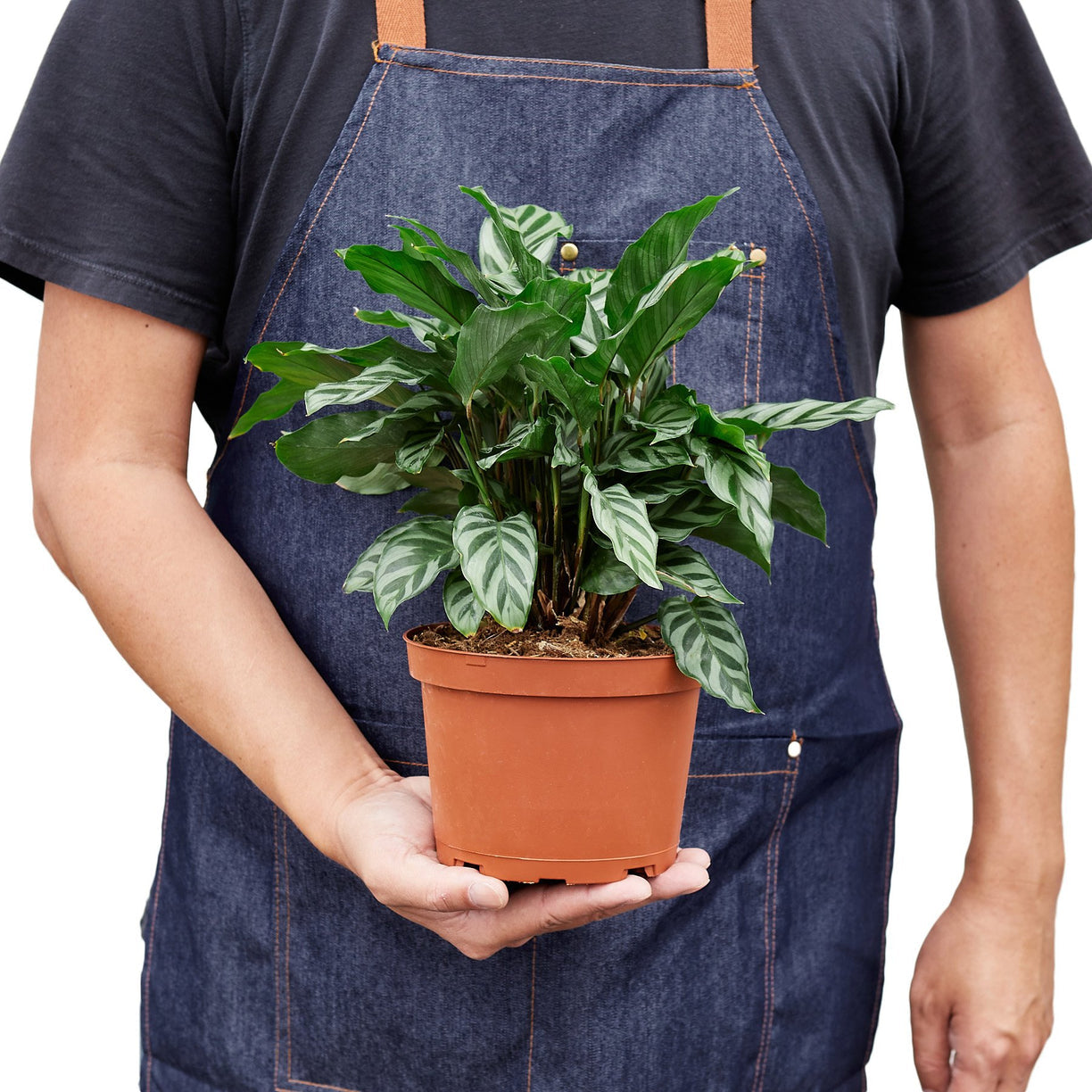 Calathea Concinna 'Freddie' 6” NURSERY POT ONLY