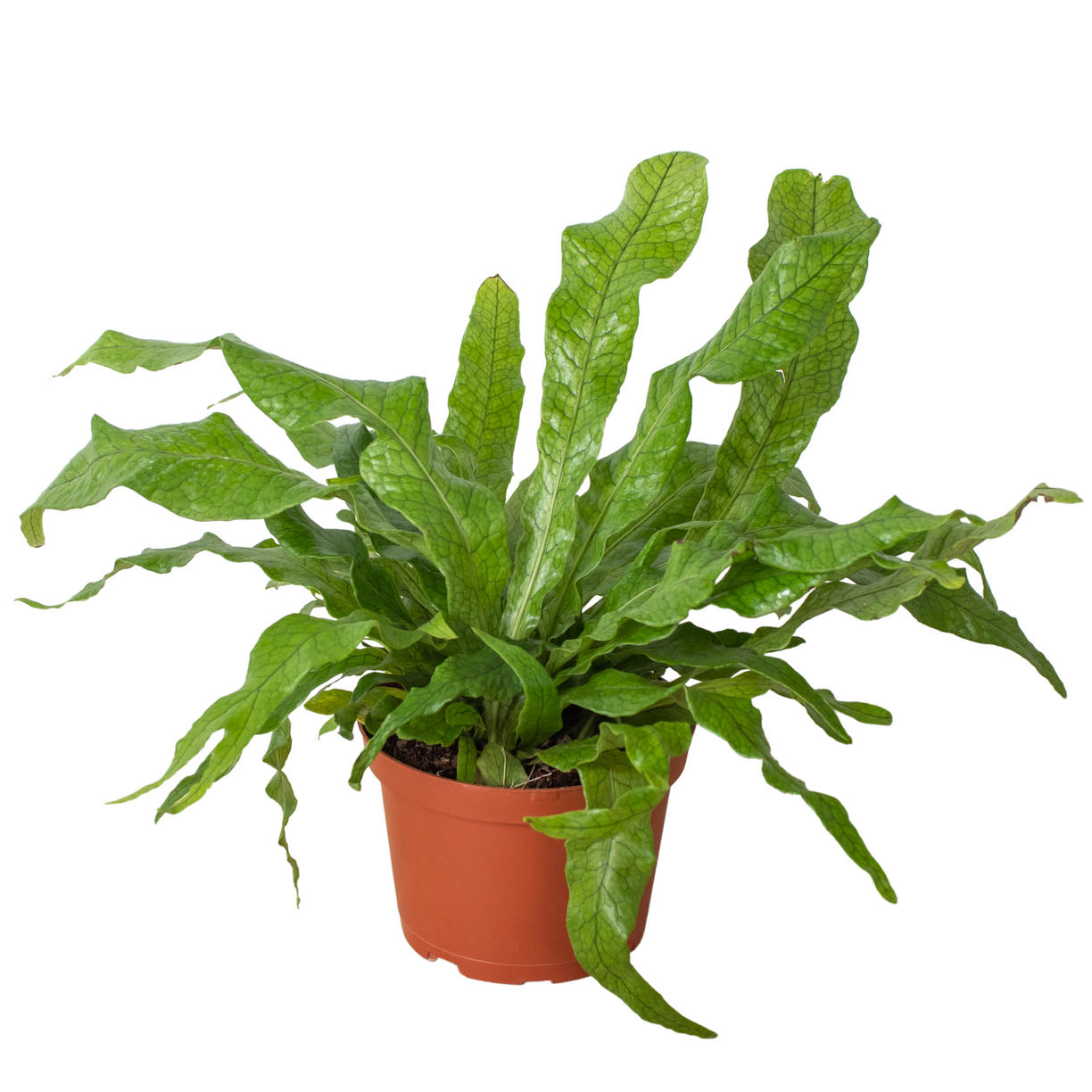Fern 'Crocodile' 4” NURSERY POT ONLY
