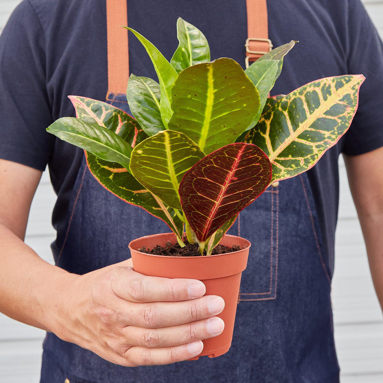 Croton Petra 'Joseph's Coat' - 4" NURSERY POT ONLY