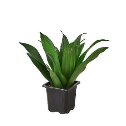 Dracaena 'Janet Craig' - 4" NURSERY POT ONLY