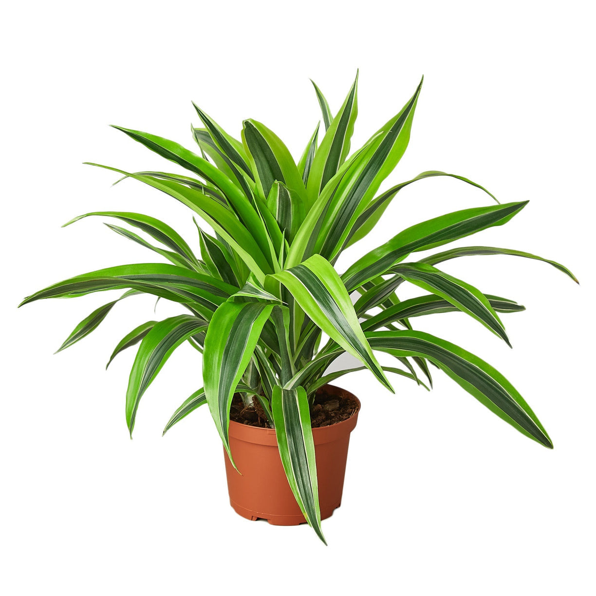 Dracaena Deremensis 'Lemon Lime' 4” NURSERY POT ONLY