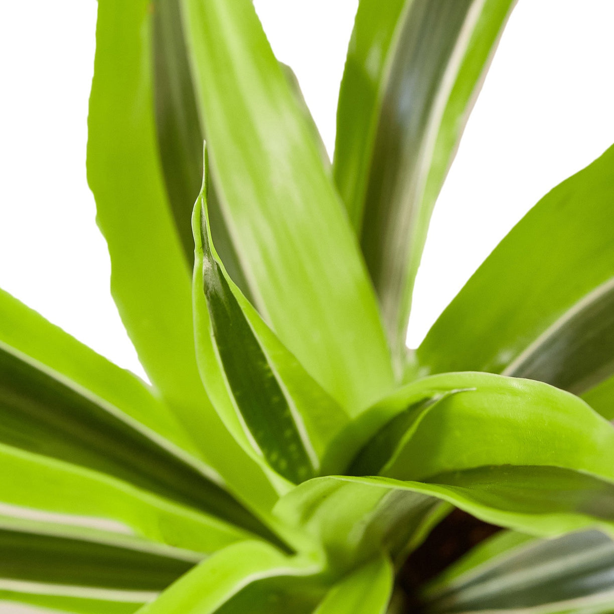 Dracaena Deremensis 'Lemon Lime' 4” NURSERY POT ONLY