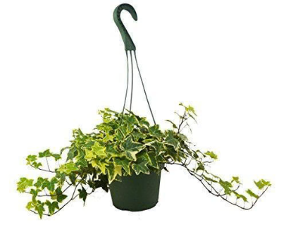 English Ivy Gold Child 4” NURSERY POT ONLY