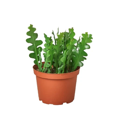 Epiphyllum 'Ric Rac' Cactus 4” NURSERY POT ONLY