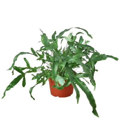 Fern ‘Blue Star’ 4” NURSERY POT ONLY