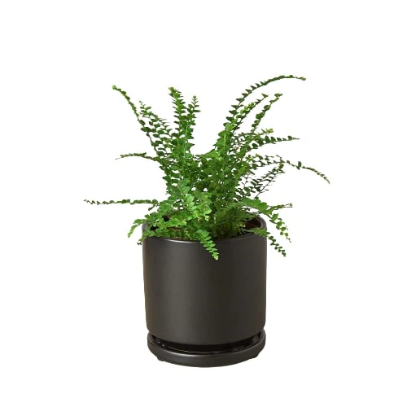 Fern ‘Lemon Button’ 4” NURSERY POT ONLY