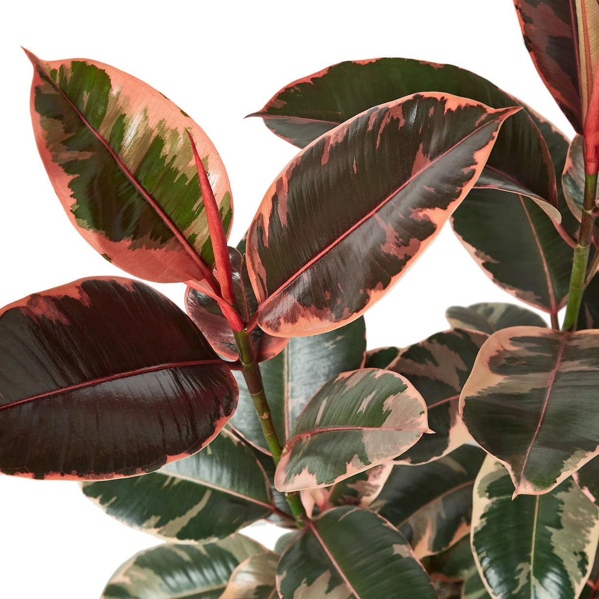 Ficus Elastica 'Ruby Pink' 4” NURSERY POT ONLY