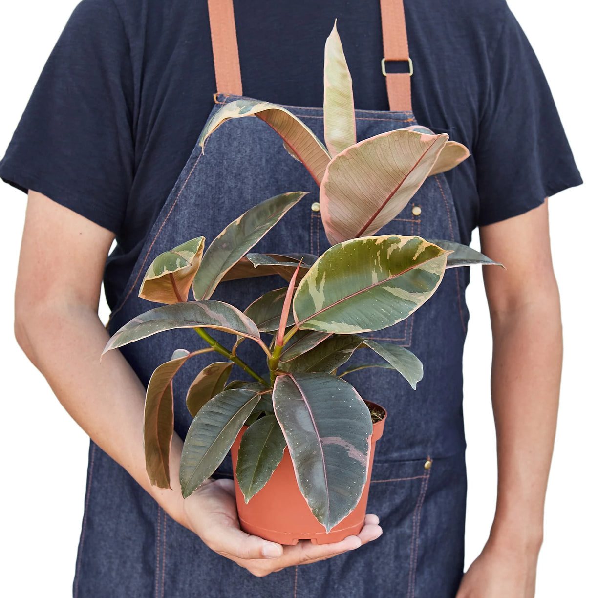 Ficus Elastica 'Ruby Pink' 4” NURSERY POT ONLY