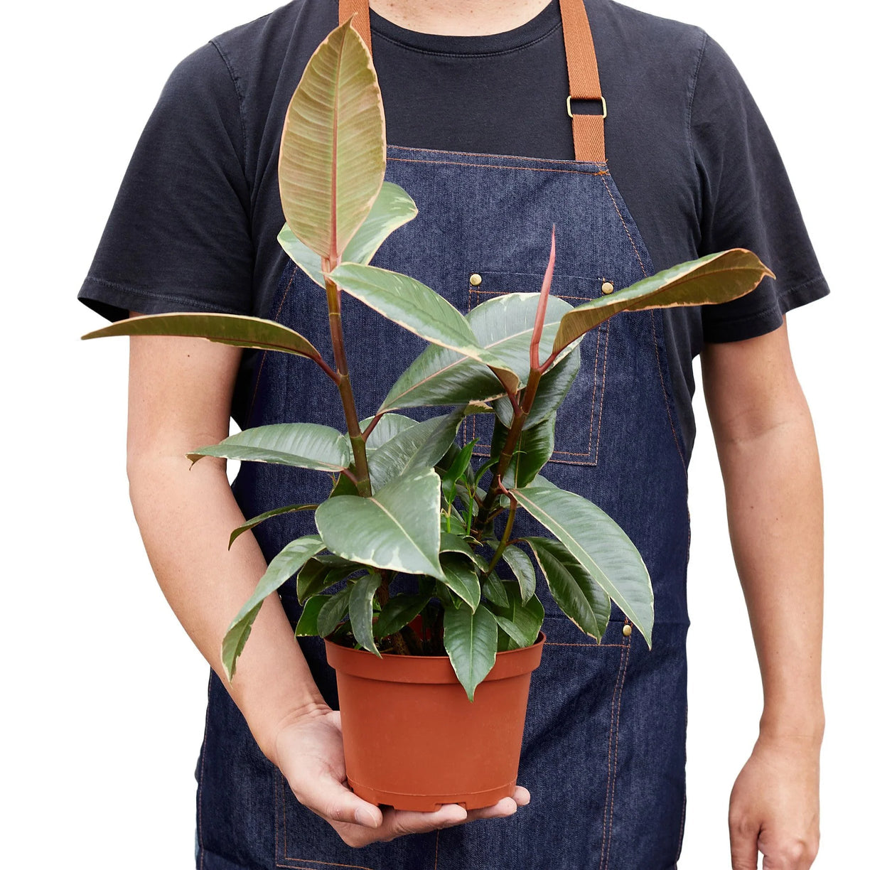 Ficus Elastica 'Tineke' 4” NURSERY POT ONLY