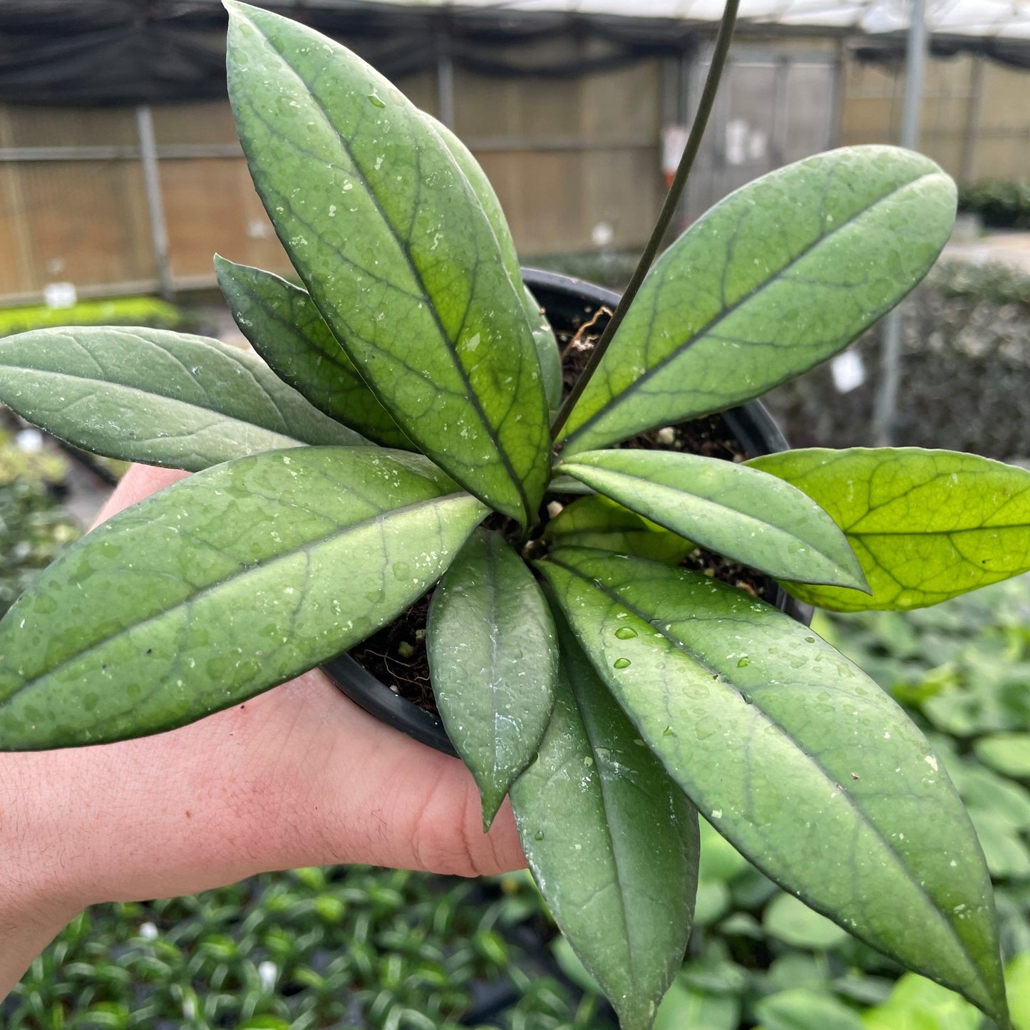 Hoya 'Crassipetiolata' 4” NURSERY POT ONLY