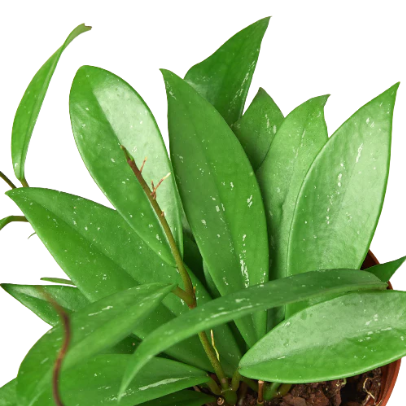 Hoya 'Publicalyx' 4” NURSERY POT ONLY