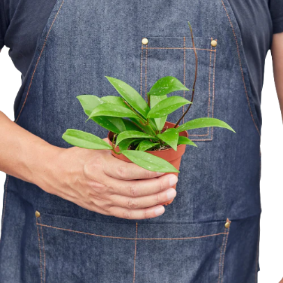 Hoya 'Publicalyx' 4” NURSERY POT ONLY