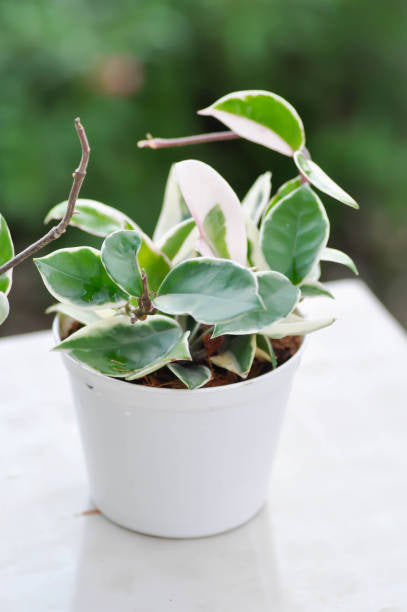 Hoya Carnosa 4” NURSERY POT ONLY