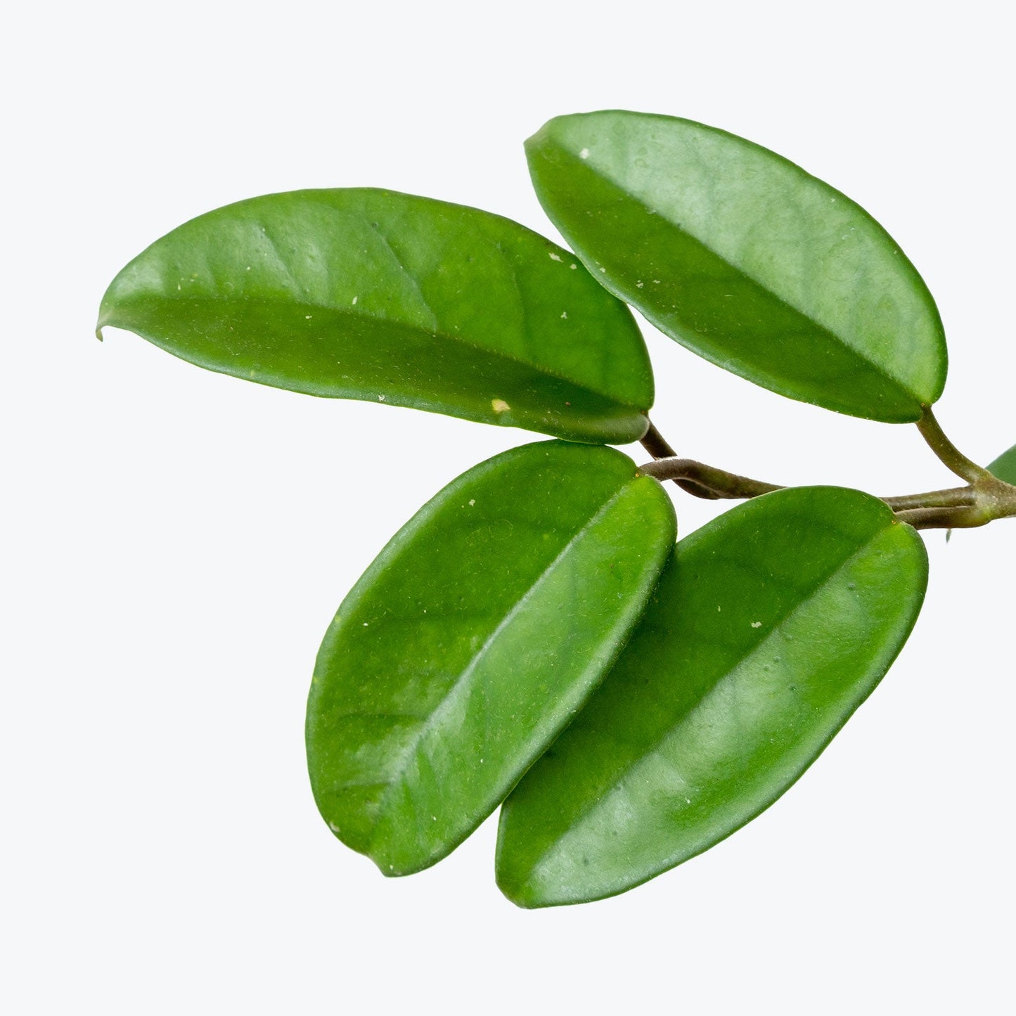 Hoya Carnosa 4” NURSERY POT ONLY