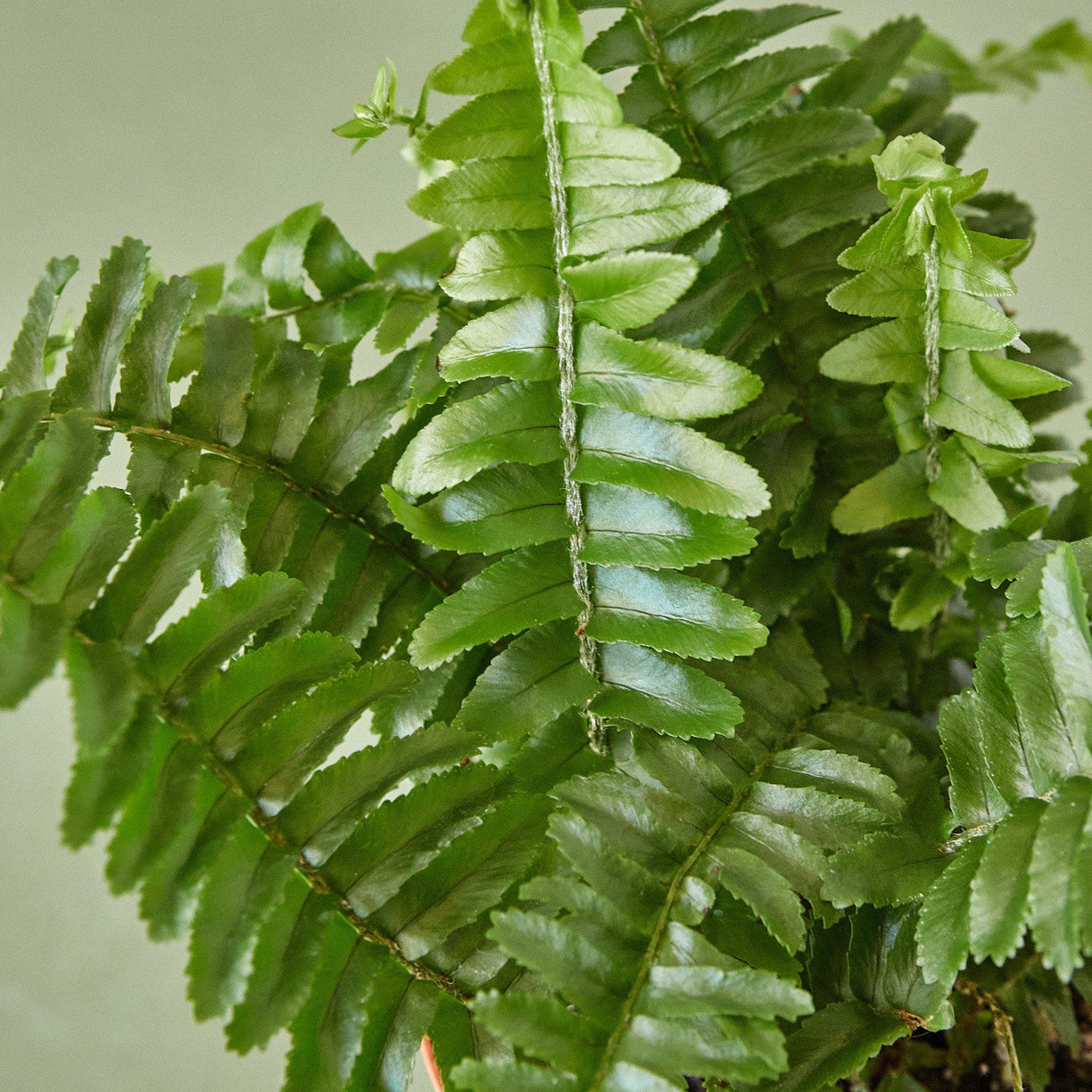 Fern 'Jester's Crown' - 4" - NURSERY POT ONLY