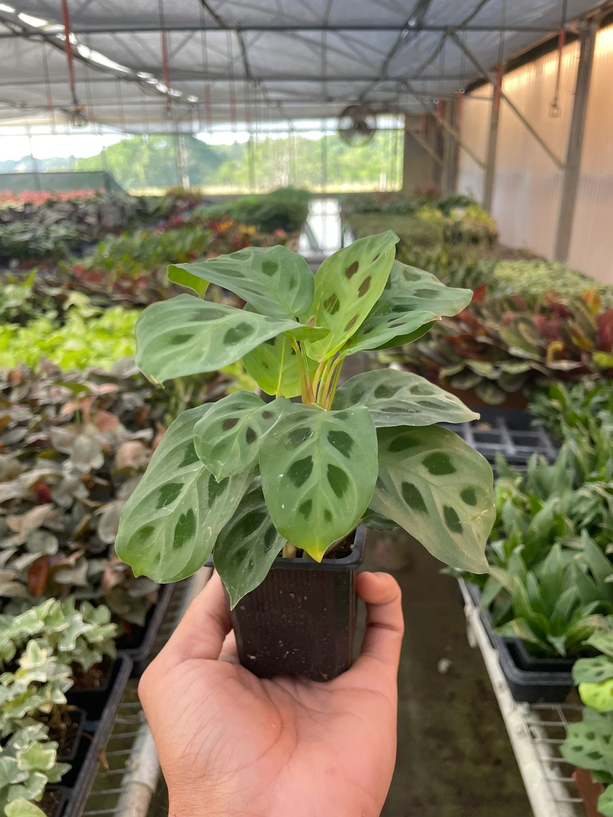 Maranta 'Leuconeura' 4” NURSERY POT ONLY