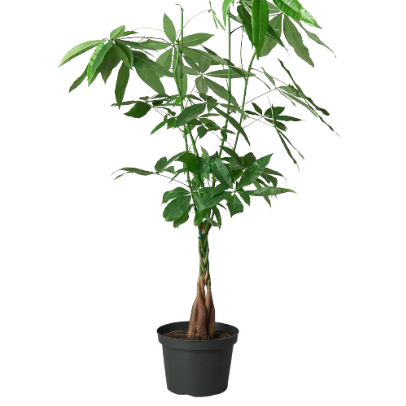 Money Tree 'Guiana Chestnut' Pachira Braid 4” NURSERY POT ONLY