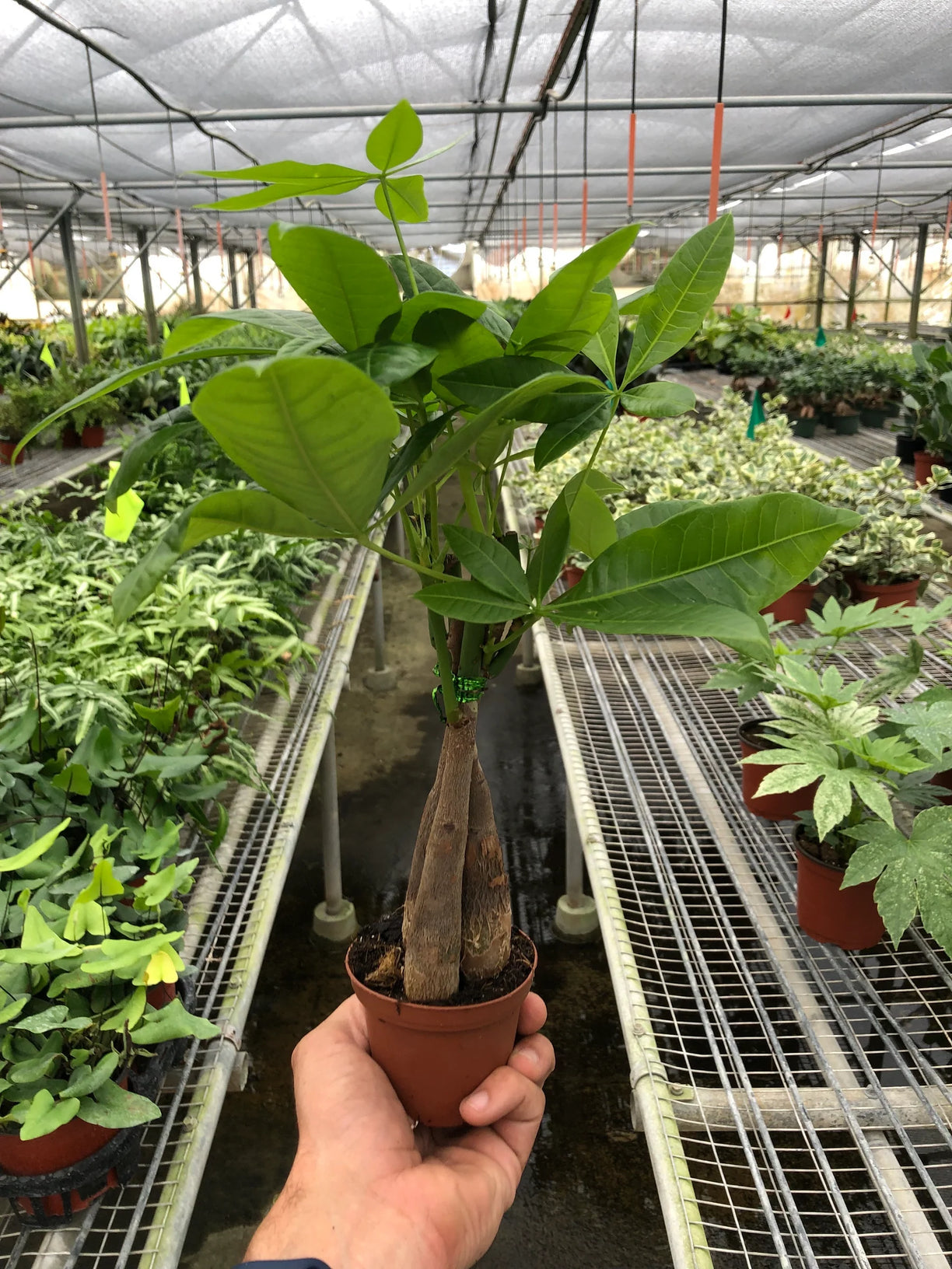 Money Tree 'Guiana Chestnut' Pachira Braid 4” NURSERY POT ONLY