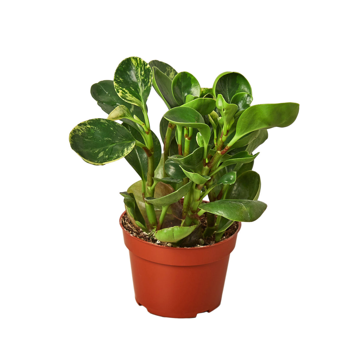Peperomia 'Marble' 4” NURSERY POT ONLY