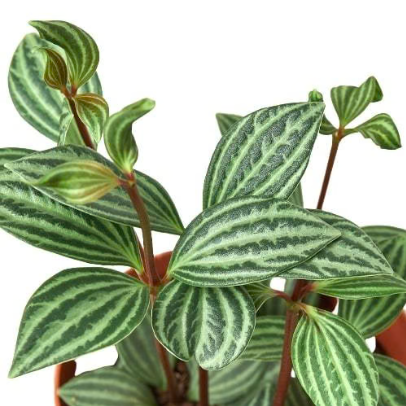 Peperomia 'Parallel' 4” NURSERY POT ONLY