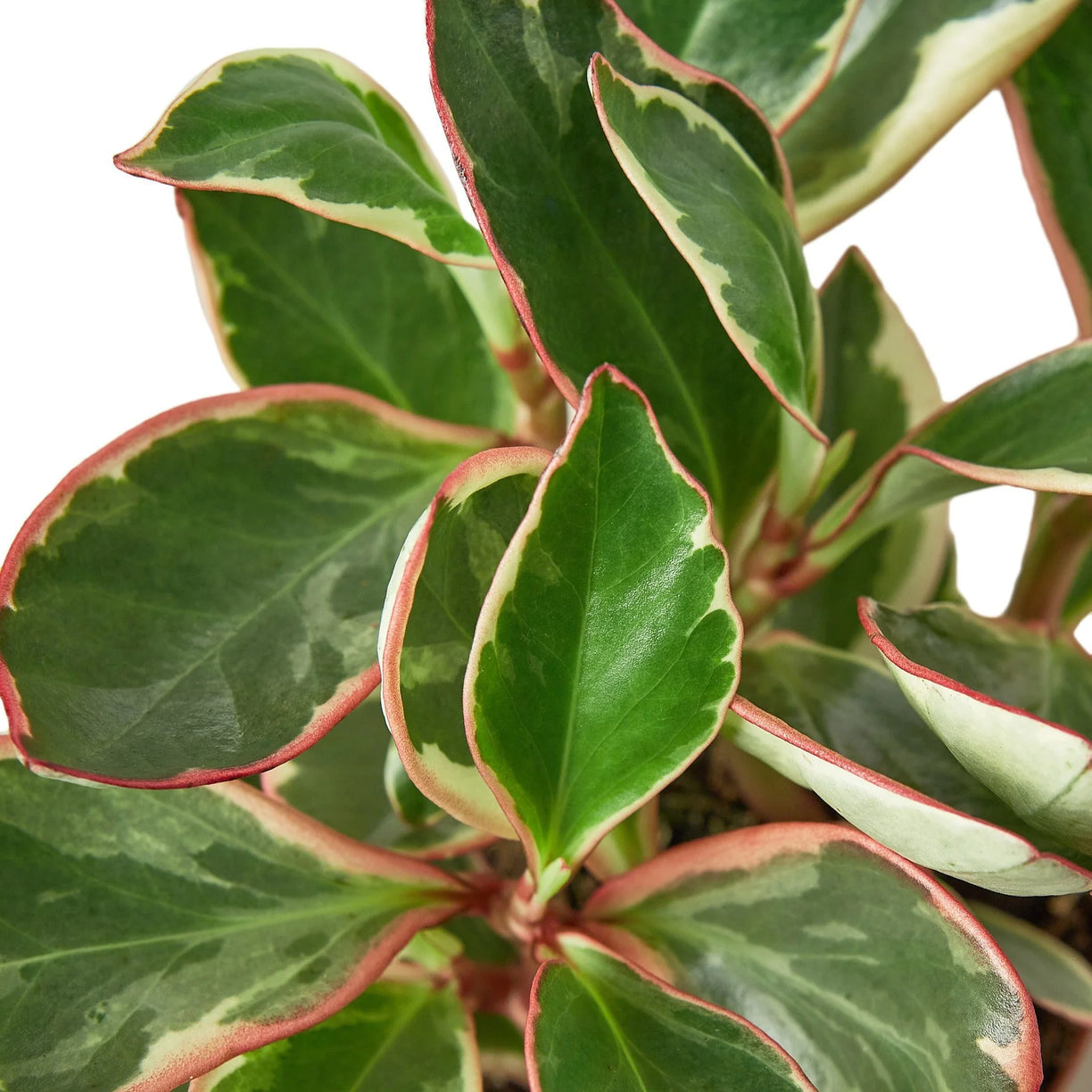 Peperomia Ginny 4” NURSERY POT ONLY