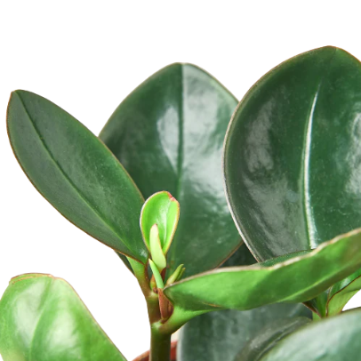 Peperomia Red Edge 4” NURSERY POT ONLY