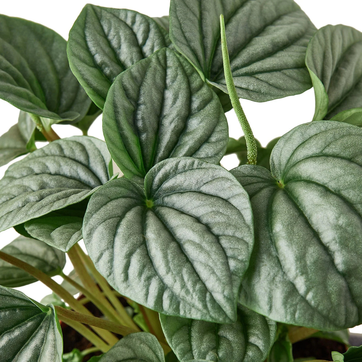 Peperomia ‘Frost’ 4” NURSERY POT ONLY
