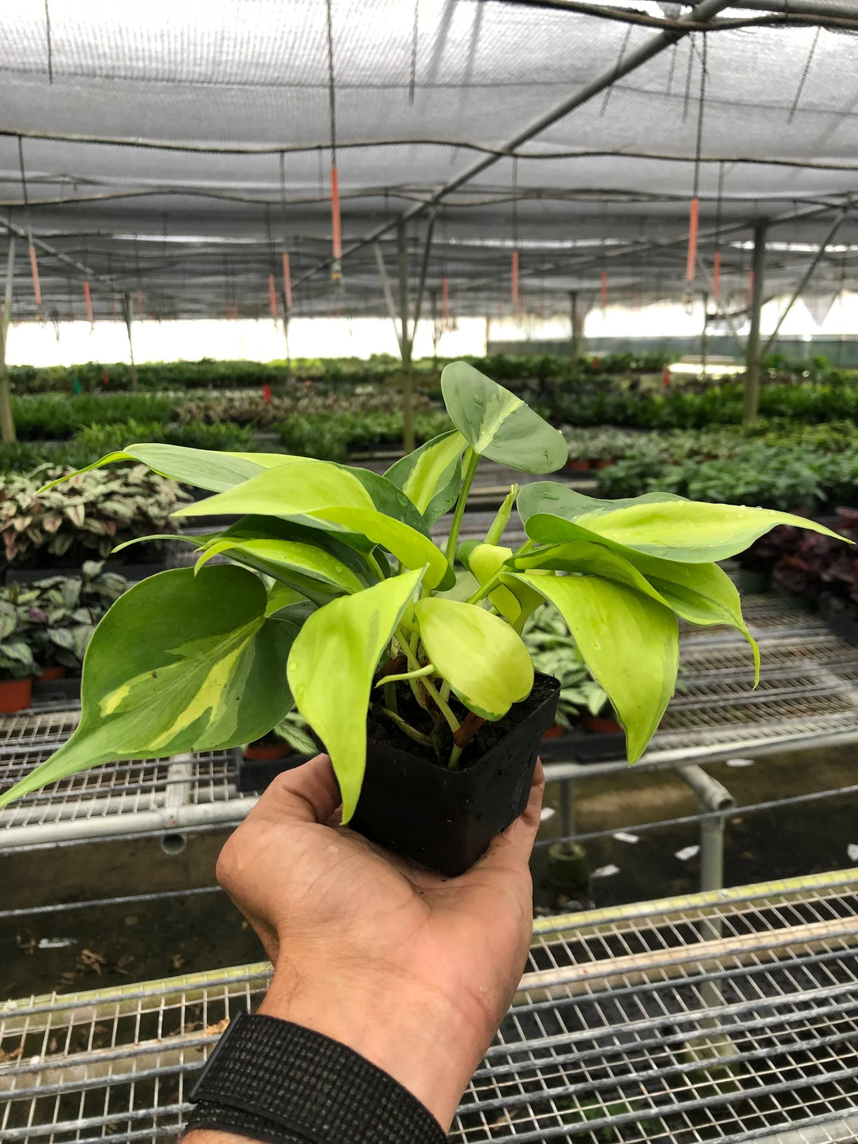 Philodendron 'Brasil' 4” NURSERY POT ONLY