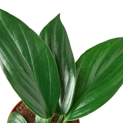 Philodendron 'Dragon Tail' 4” NURSERY POT ONLY