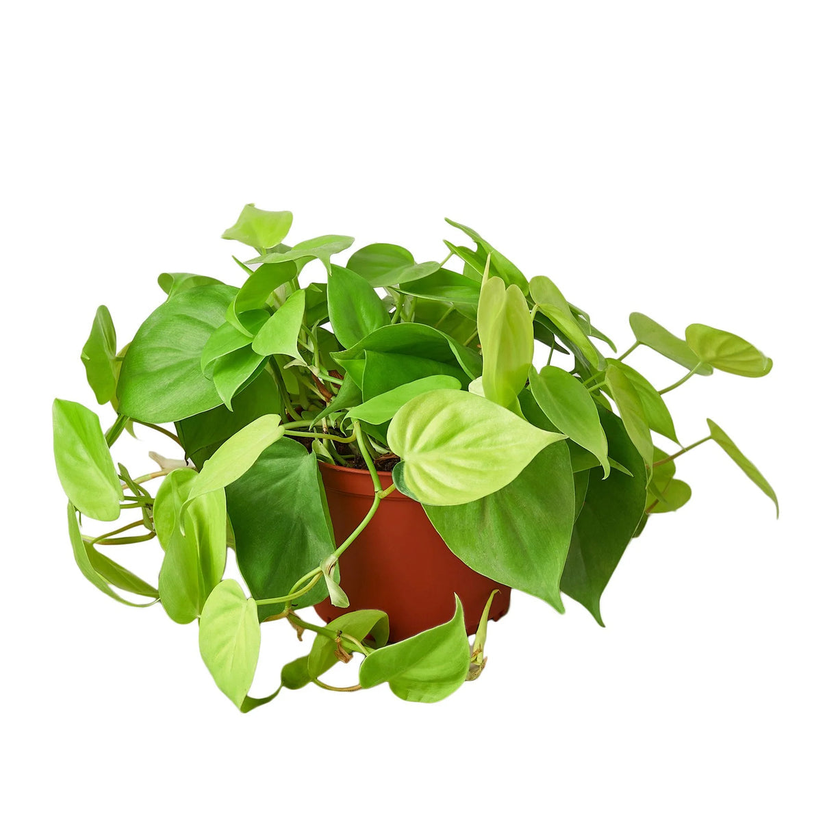 Philodendron 'Neon' 4” NURSERY POT ONLY