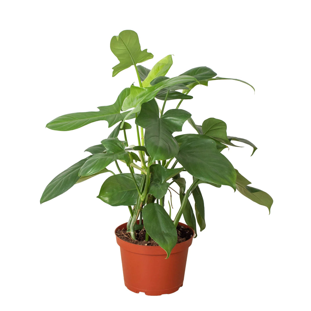Philodendron 'Silver Sword' 4” NURSERY POT ONLY