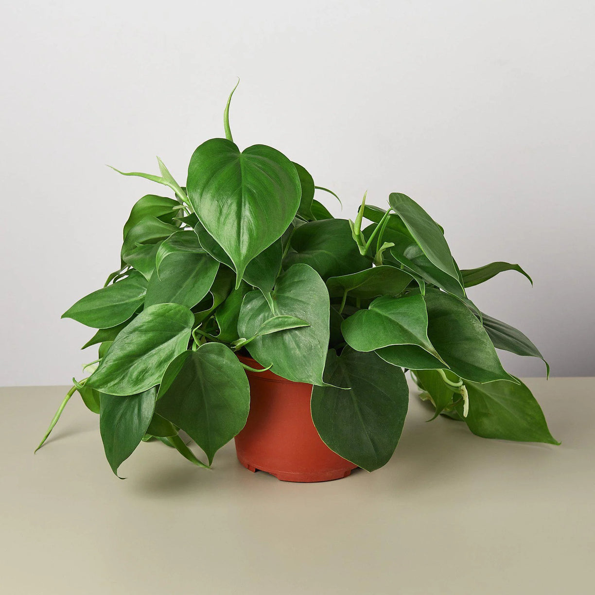 Philodendron Cordatum Heartleaf 4” NURSERY POT ONLY