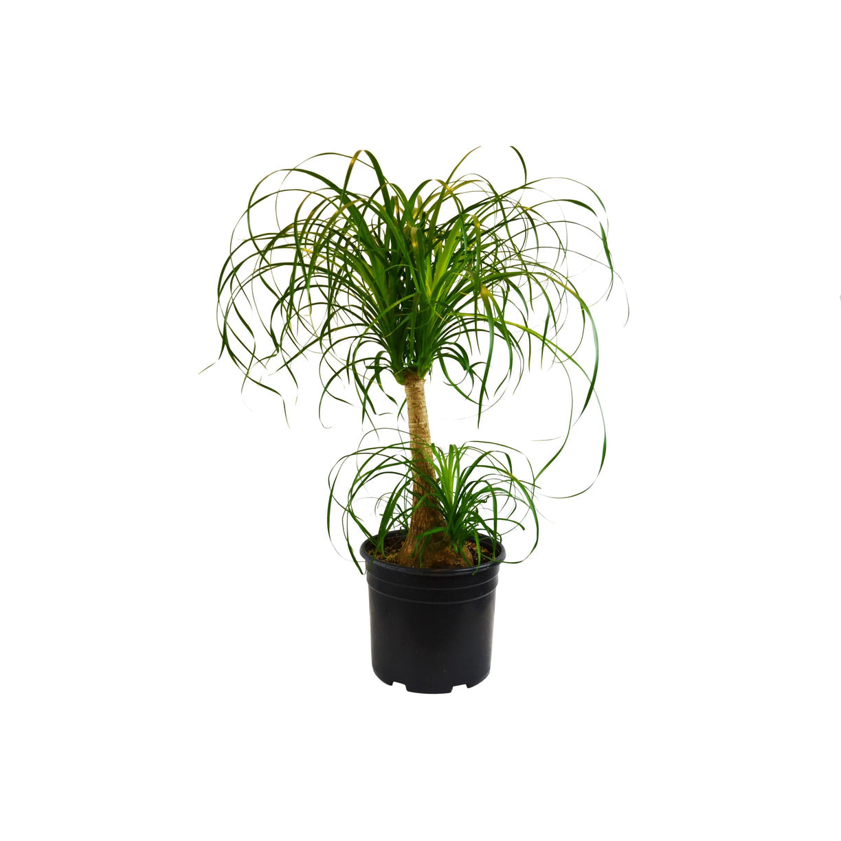 Ponytail Palm 4” NURSERY POT ONLY