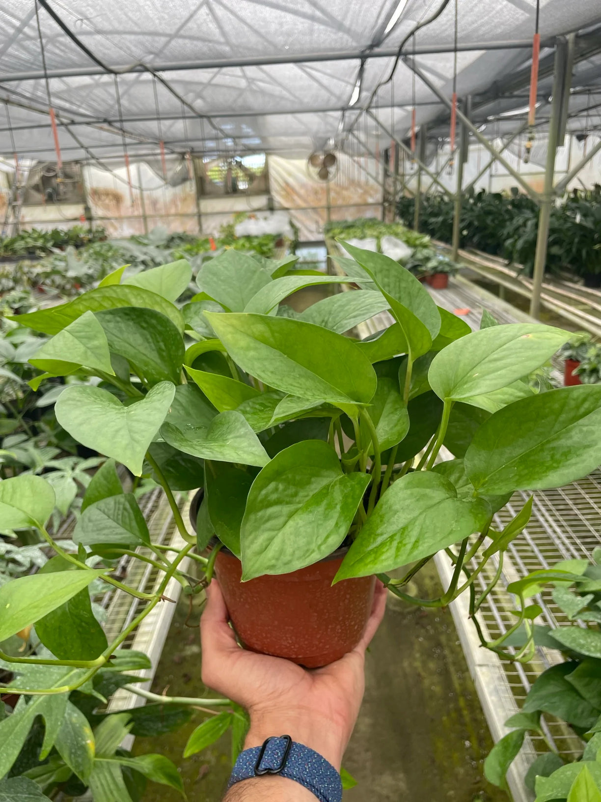 Pothos 'Green Queen' 4” NURSERY POT ONLY