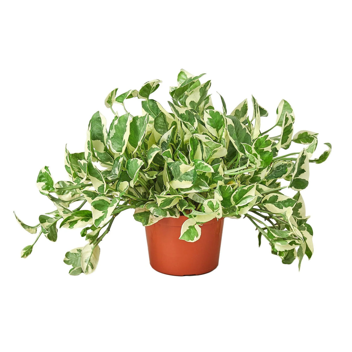 Pothos 'N'joy' 4” NURSERY POT ONLY
