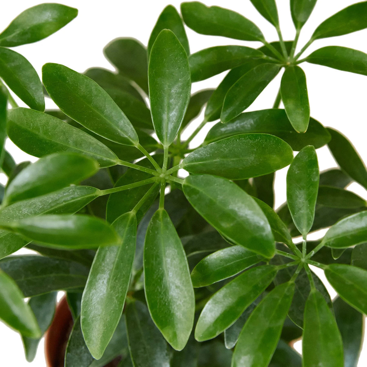 Schefflera Arboricola 'Umbrella' 4” NURSERY POT ONLY