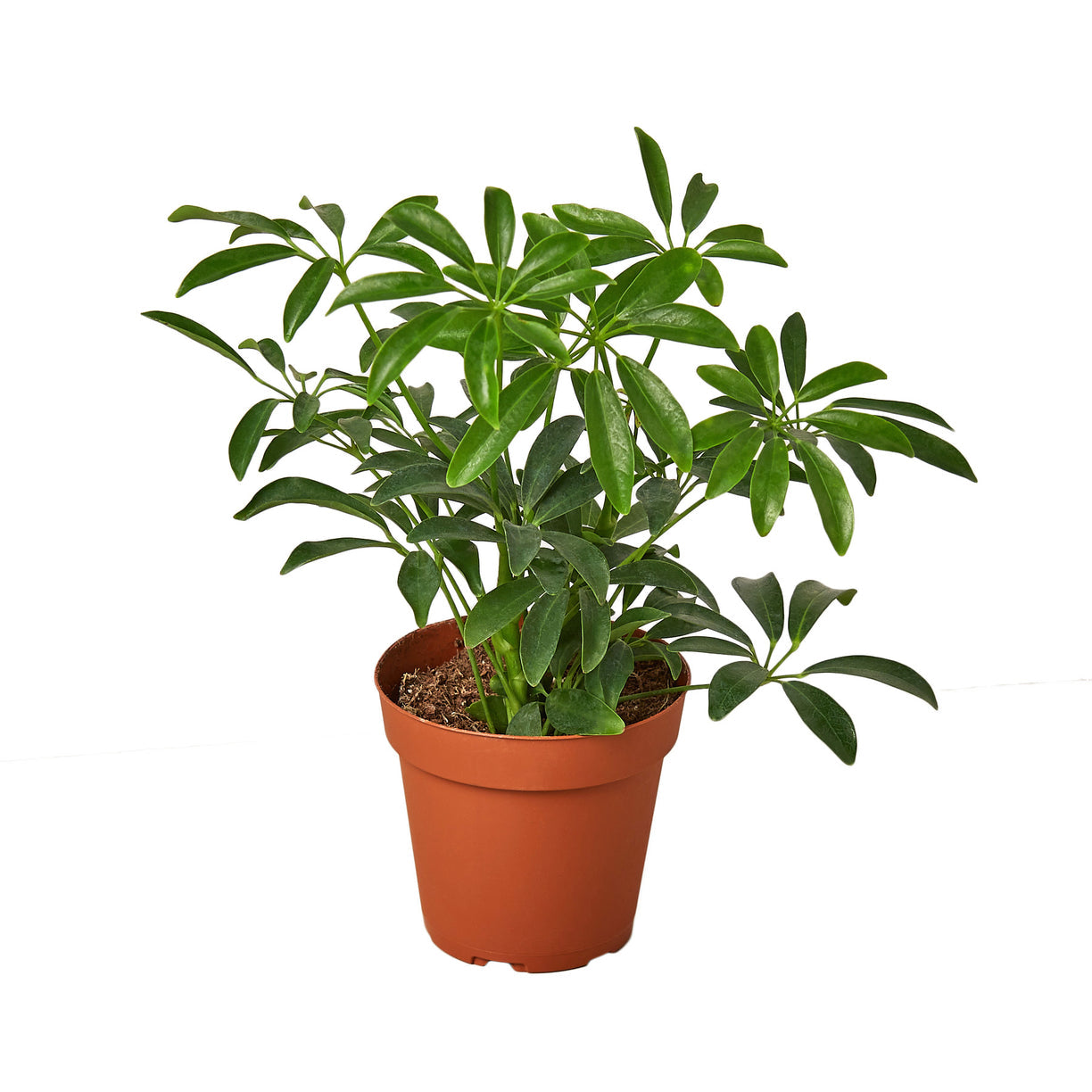 Schefflera Moonlight 'Umbrella Plant' 4” NURSERY POT ONLY