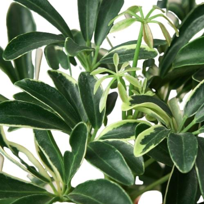 Schefflera Moonlight 'Umbrella Plant' 4” NURSERY POT ONLY
