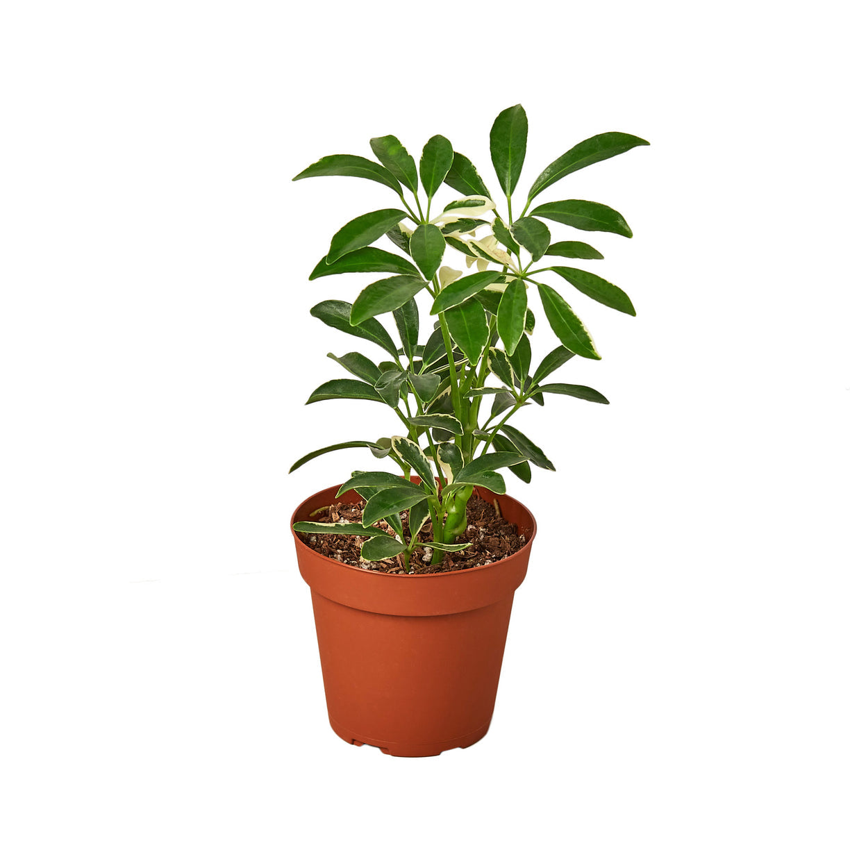 Schefflera Moonlight 'Umbrella Plant' 4” NURSERY POT ONLY