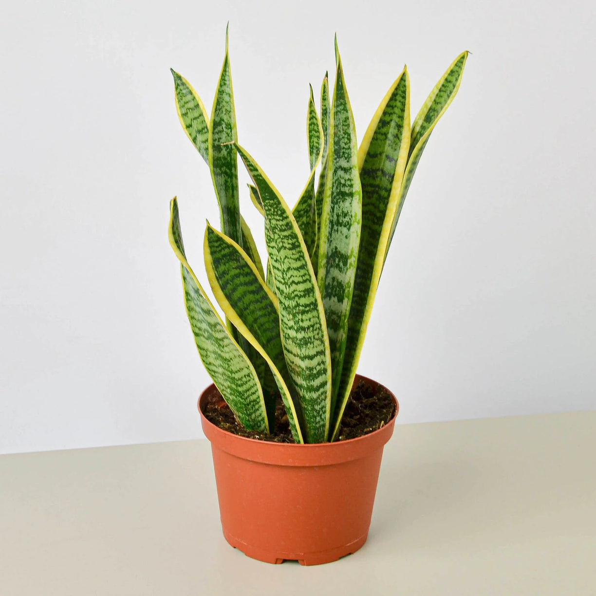 Snake Plant 'Laurentii' 4” NURSERY POT ONLY
