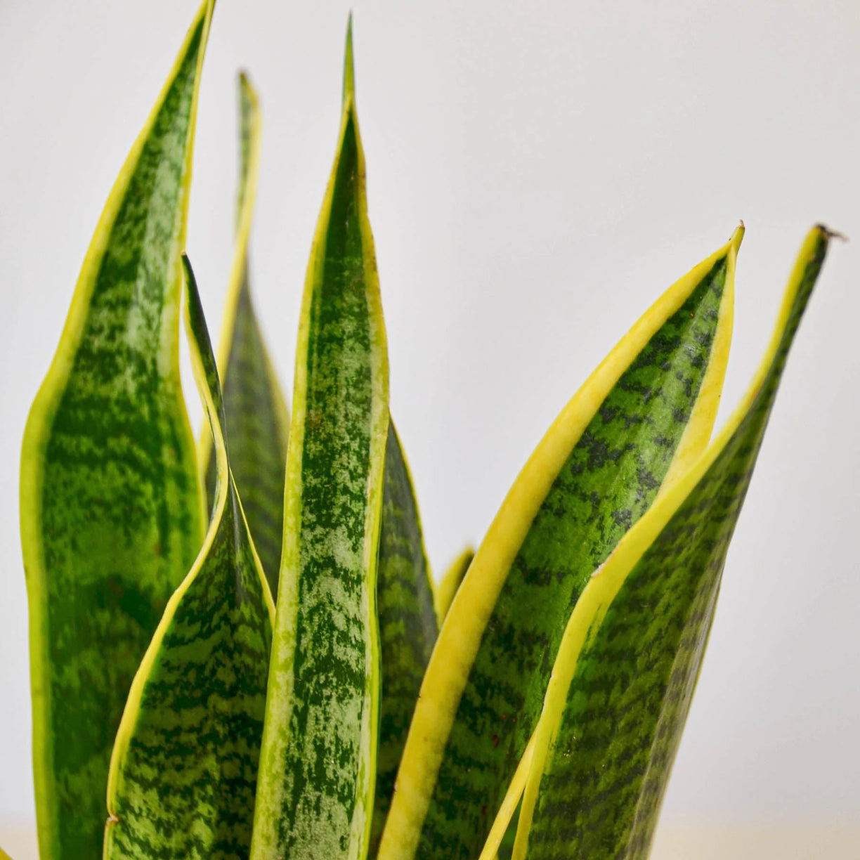 Snake Plant 'Laurentii' 4” NURSERY POT ONLY