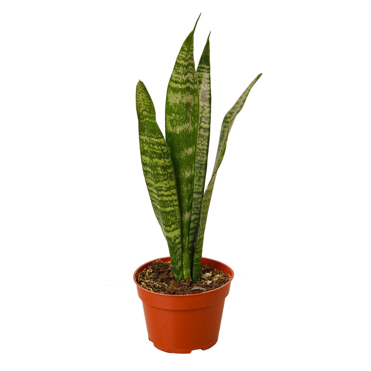 Snake plant ‘Zeylanica’ 3” NURSERY POT ONLY