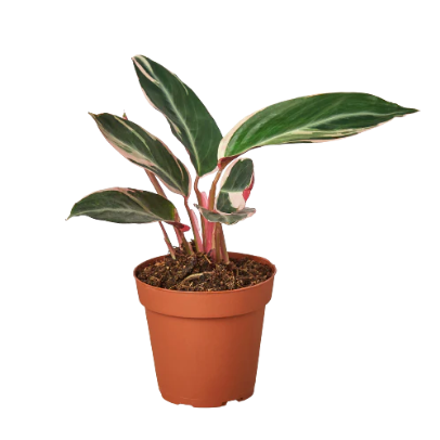 Stromanthe Triostar 4” NURSERY POT ONLY