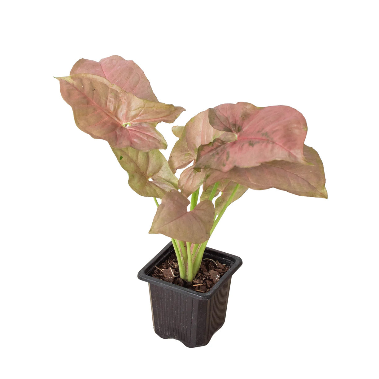 Syngonium Strawberry 4” NURSERY POT ONLY