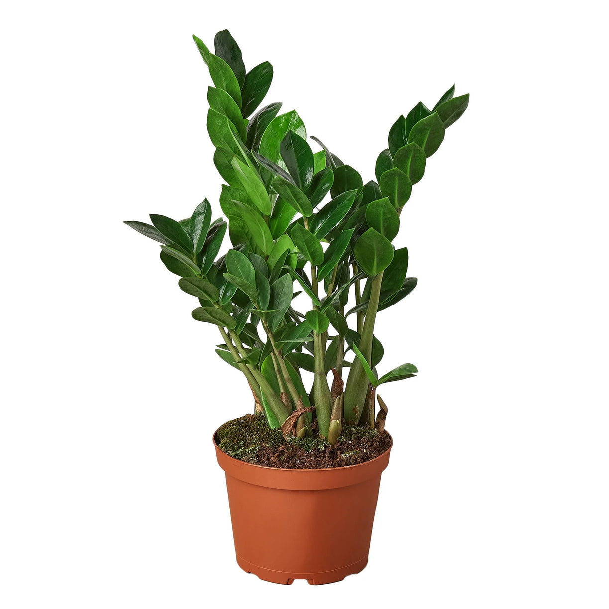 Zamioculcas Zamiifolia ZZ 4” NURSERY POT ONLY